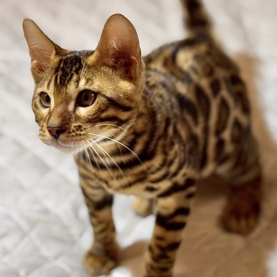 Kent Bengal male, black spotted tabby