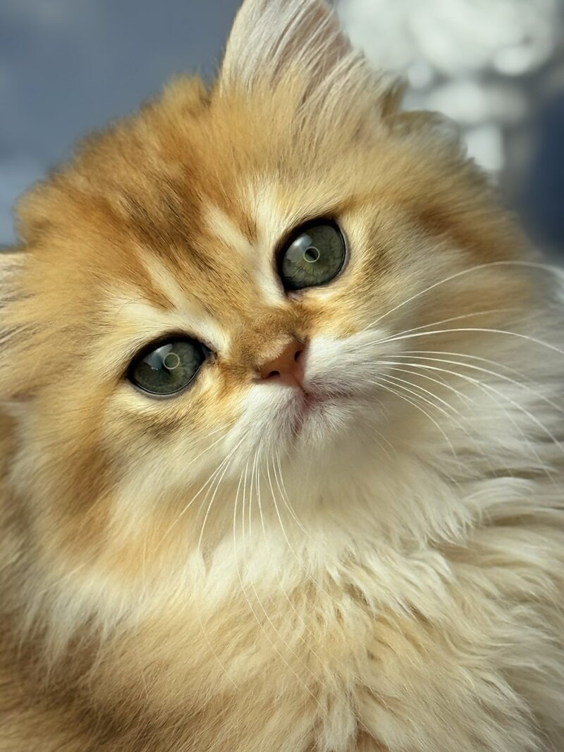 Dasha Scottish Straight female black golden shaded - live animals