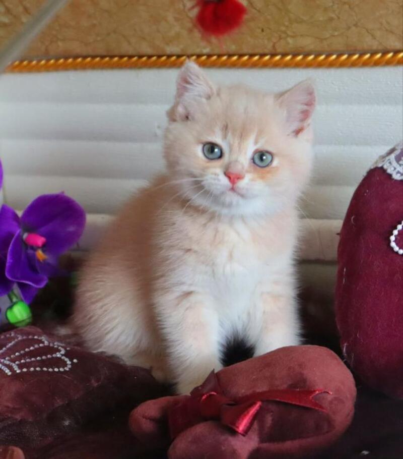 Roman British Shorthair male, cream golden chinchilla