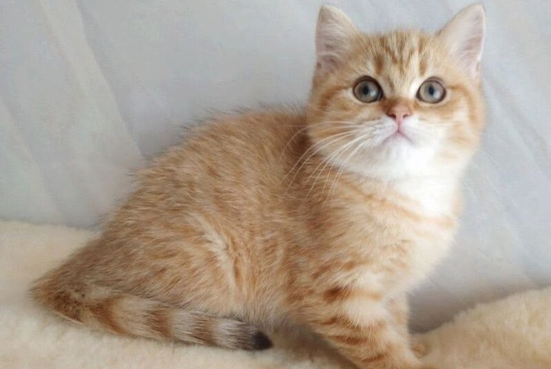 Agatha British Shorthair female, chocolate golden spotted tabby