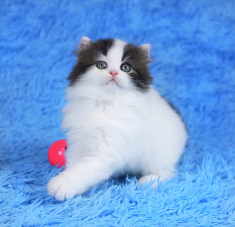 Favorite Scottish Straight male black van tabby - live animals
