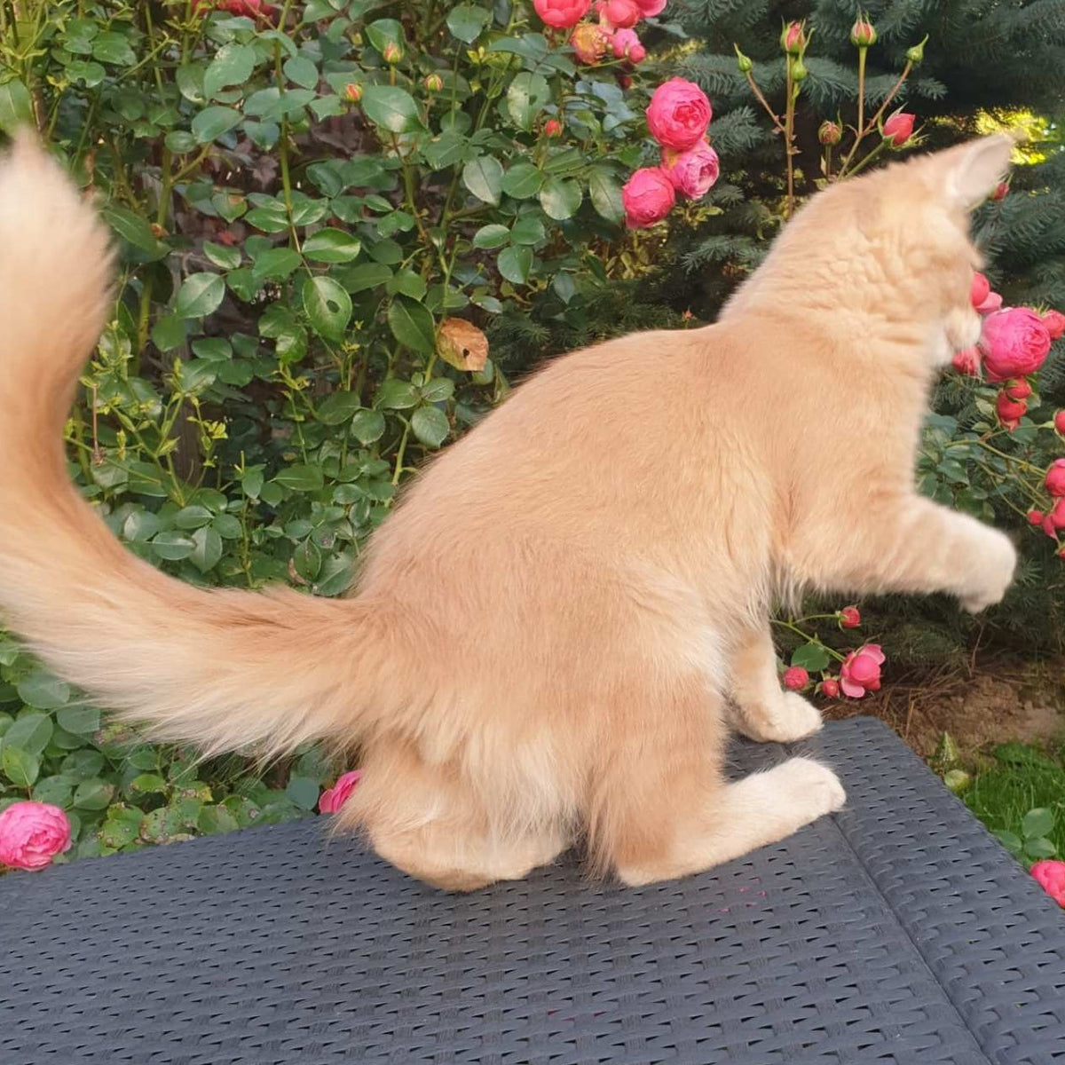Hamilton Maine Coon male, cream ticked tabby
