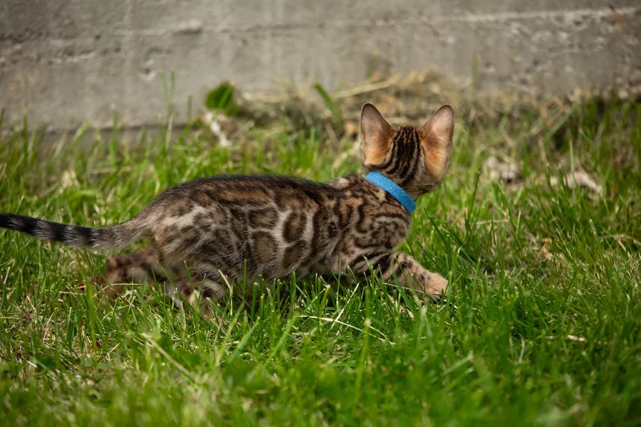Byron Bengal male black spotted tabby - live animals