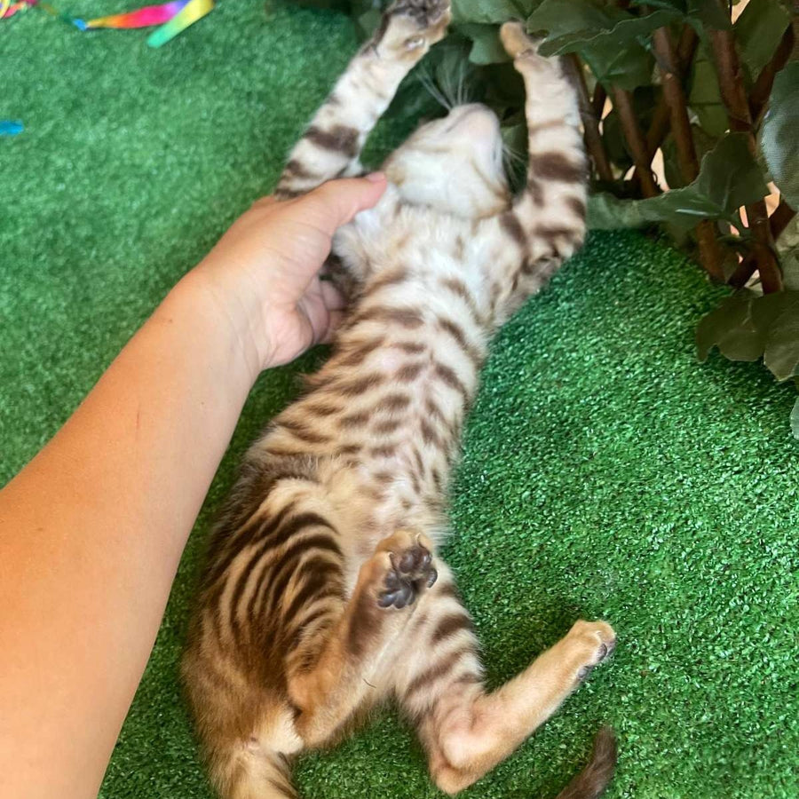 Wulfric Toyger male, black tabby