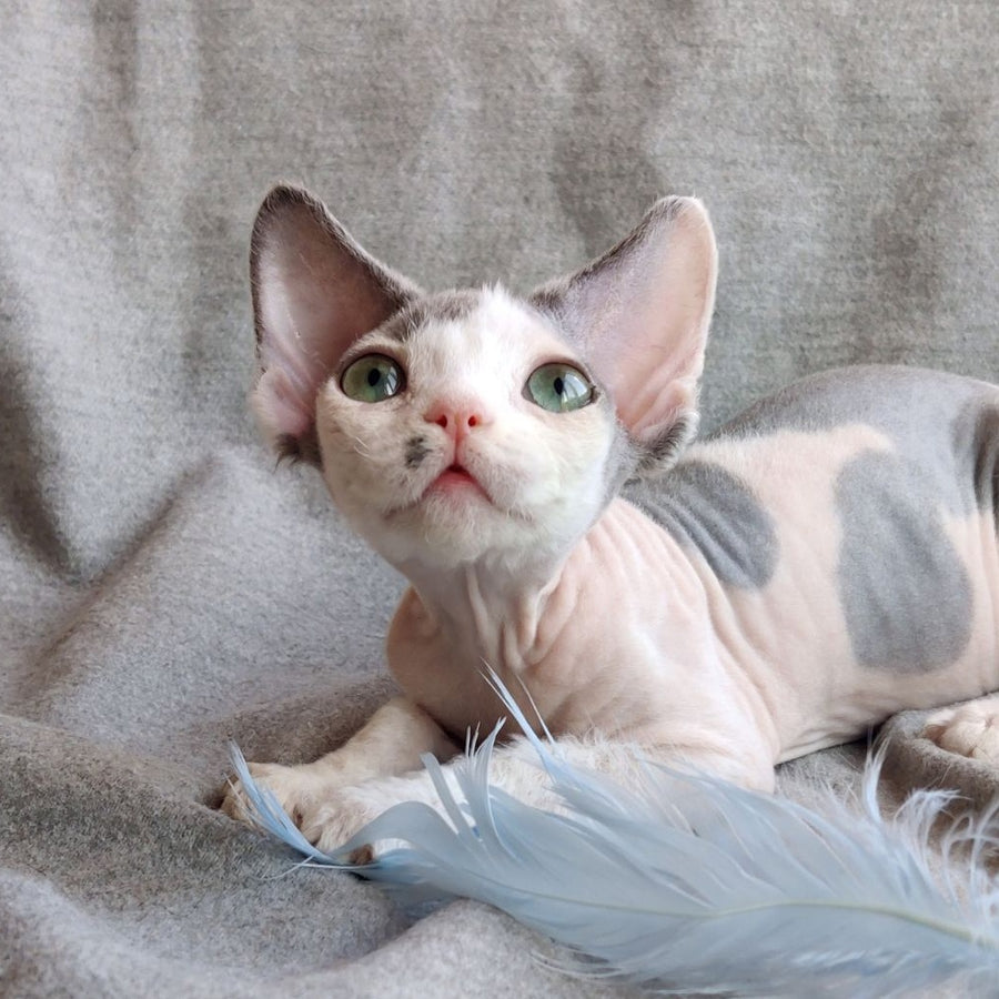 Merilyn Devon Rex female, blue harlequin