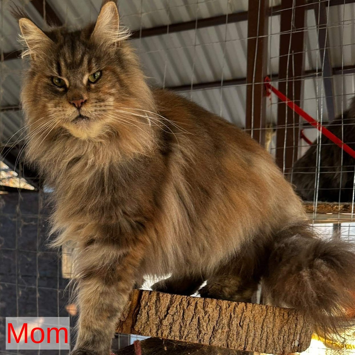 Xzena Maine Coon female, black tortie silver tabby