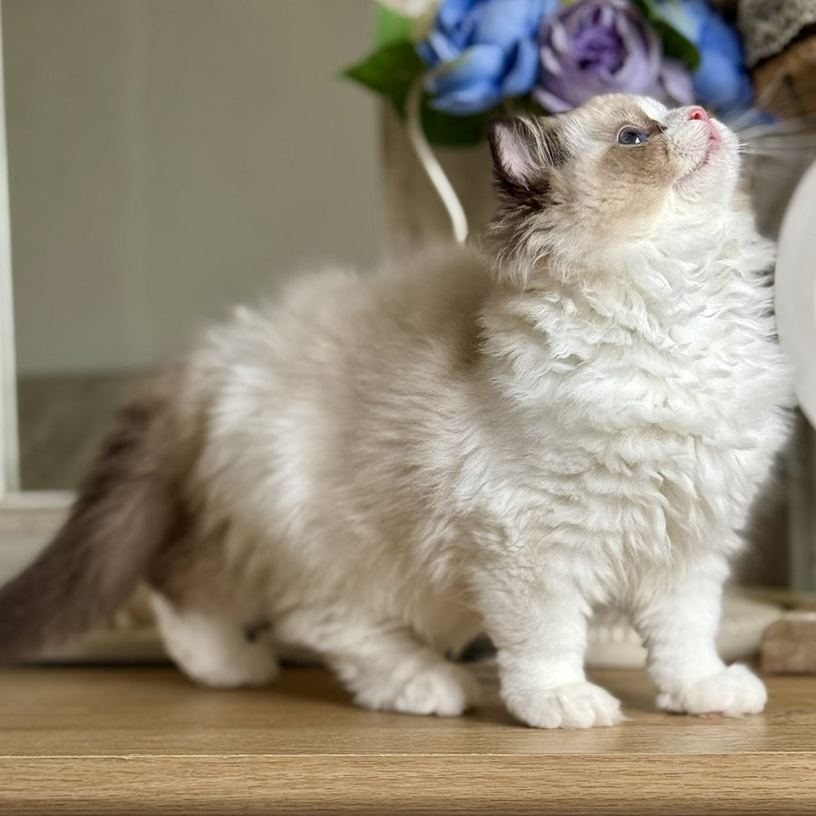 Moksha Ragdoll female, black bicolour