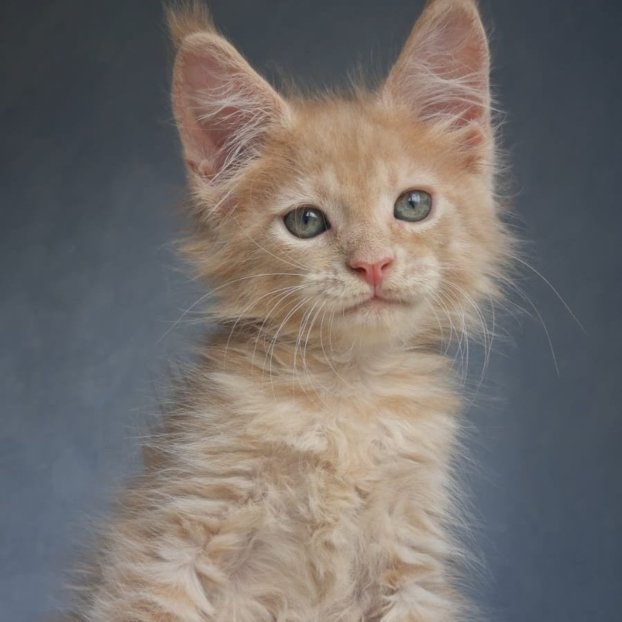 Paul Maine Coon male, cream