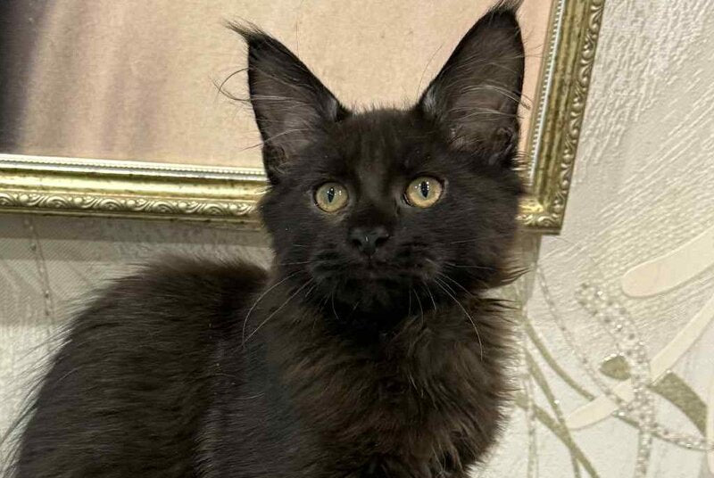 Faust Maine Coon male, black