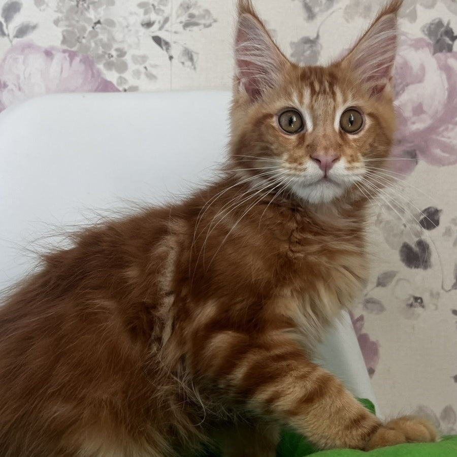 Saimon Maine Coon male, red tabby