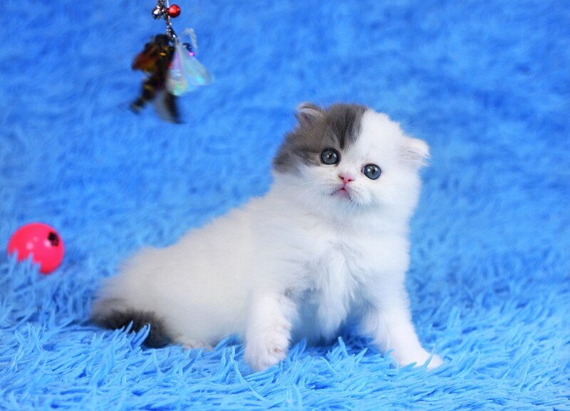 Fantasia Scottish Straight female, blue tabby van