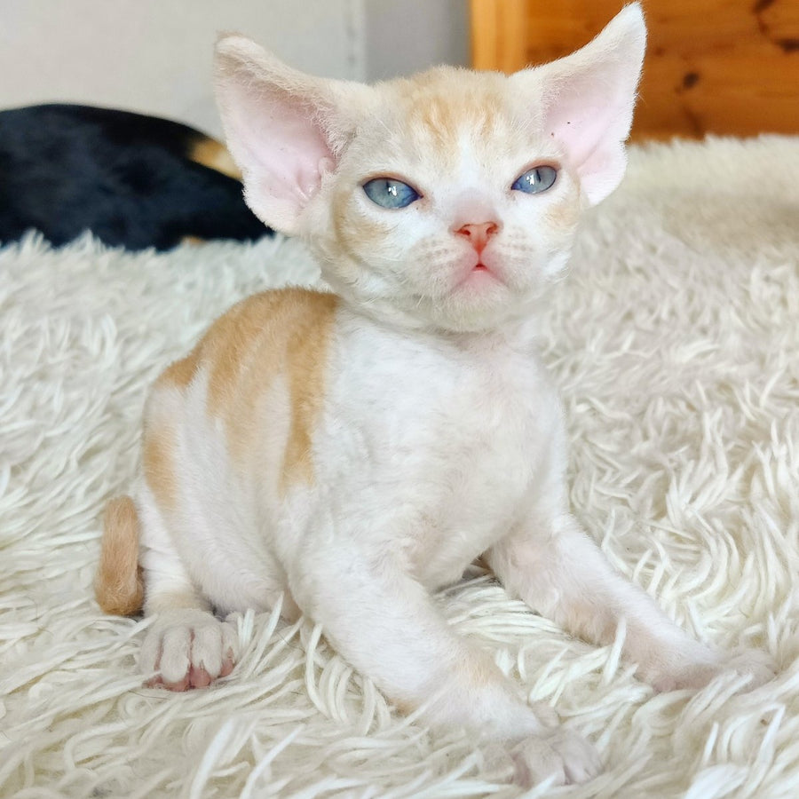 Leon Devon Rex male, red bicolour