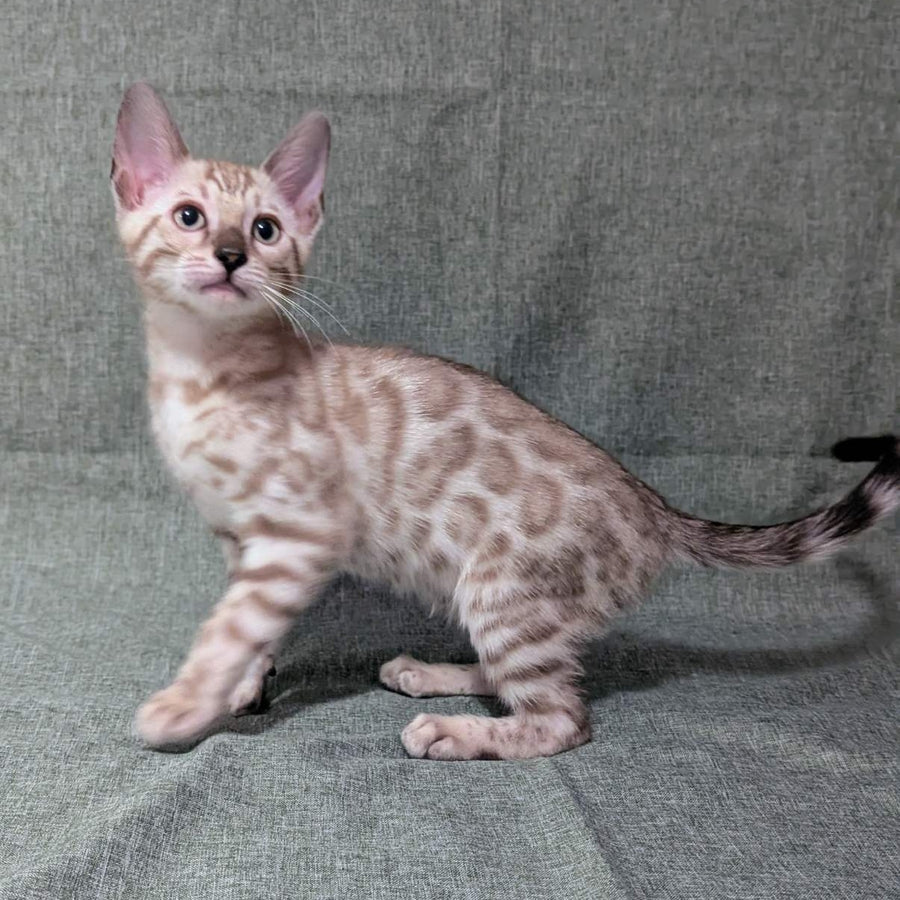 Ava Bengal female, black silver spotted tabby pointed
