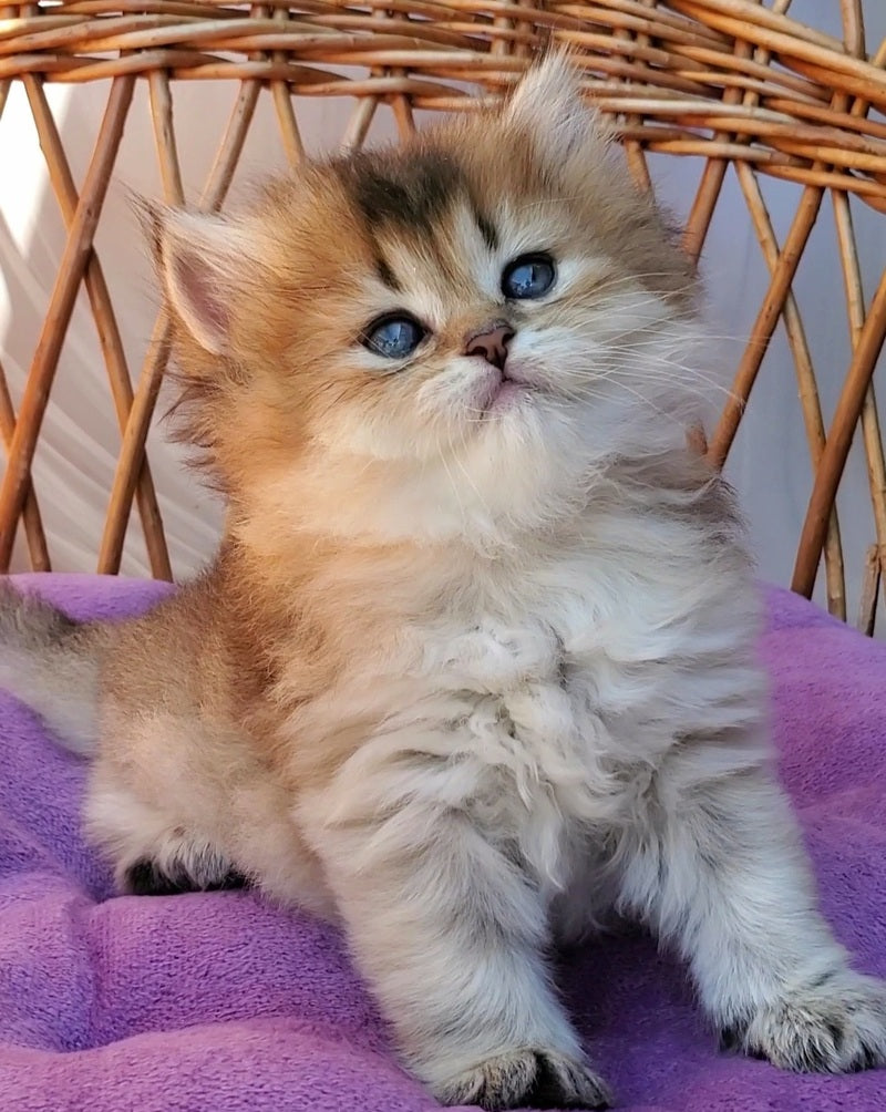 Zephir British Longhair male black golden ticked tabby - live animals