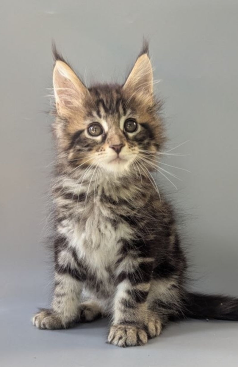 Harold Maine Coon male black tabby - live animals