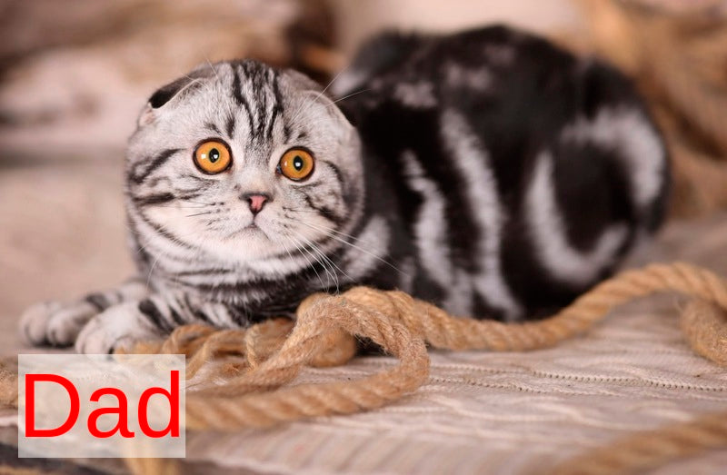 Uma Scottish Straight female black silver spotted tabby - live animals