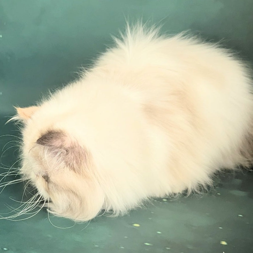 Nelli Persian female, blue tortie pointed bicolour