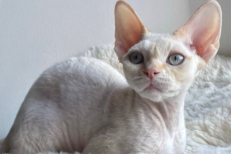 Ivar Sunrise Devon Rex male red tabby pointed - live animals