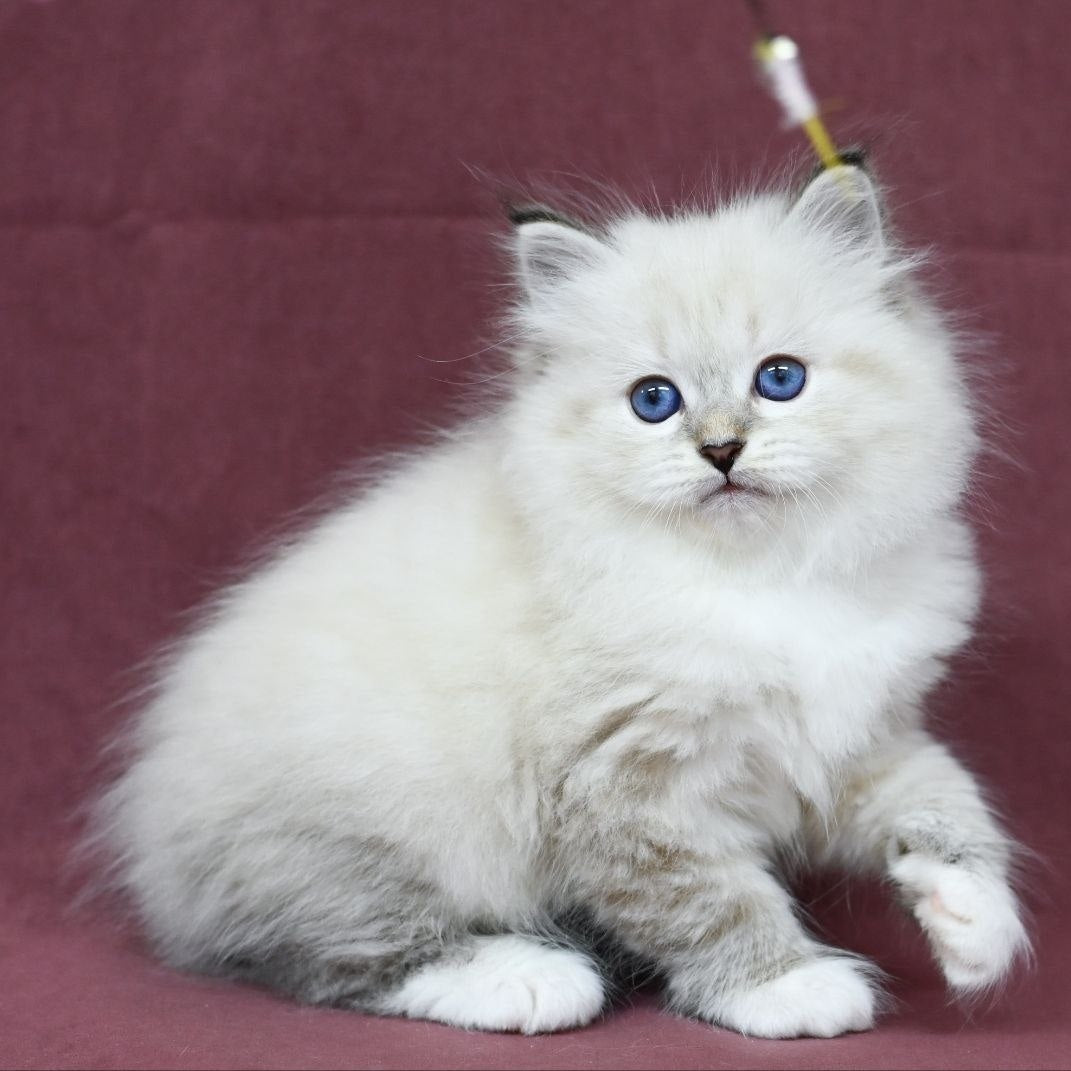 Magnat Siberian male, black tabby pointed with white