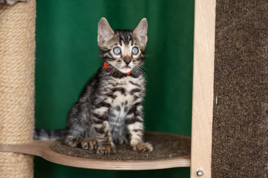 Thor Bengal male black spotted tabby - live animals