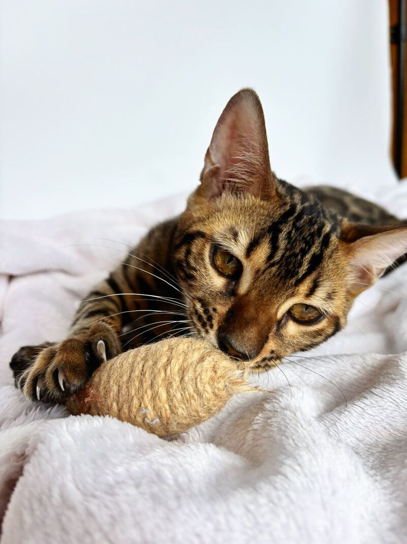 Lily Bengal female black spotted tabby - live animals