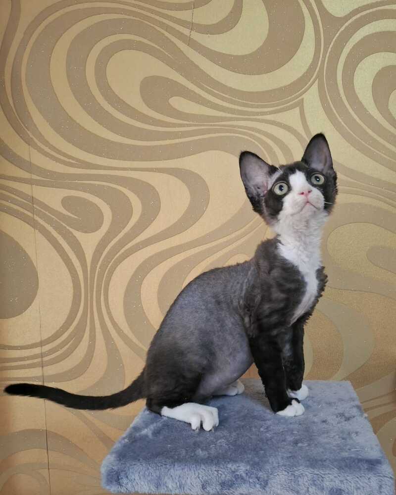 Eliza Devon Rex female black bicolour - live animals