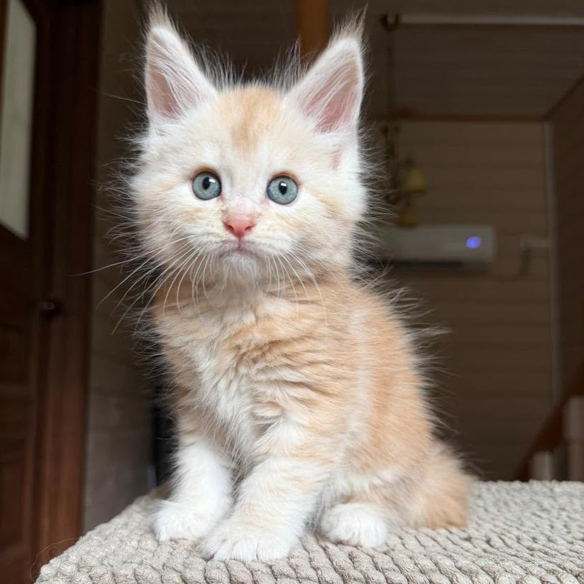 Champ Maine Coon male, red silver tabby