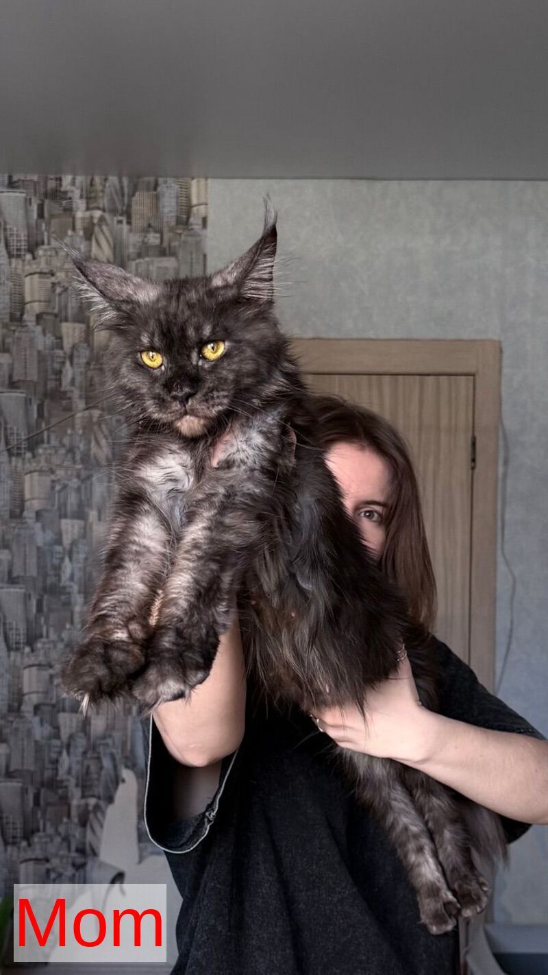 Yrolika Maine Coon female black tabby - live animals