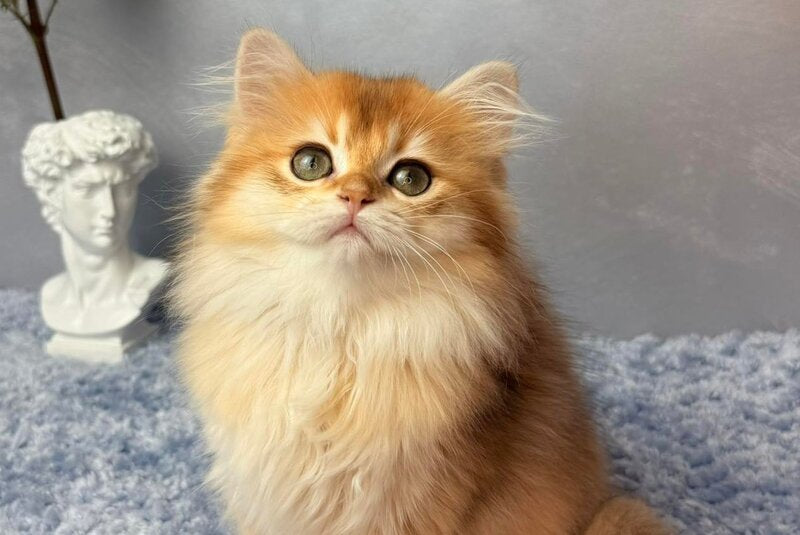 Dusha Scottish Straight female black golden shaded - live animals