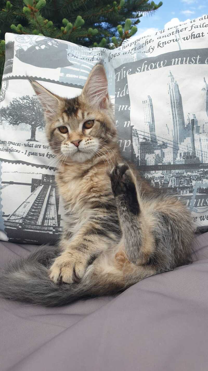 Ellie Maine Coon female black ticked tabby - live animals