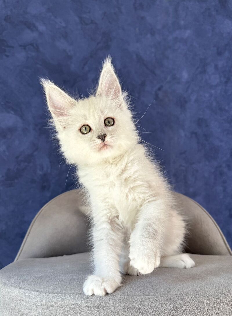Zabawa Maine Coon female black silver shaded - live animals