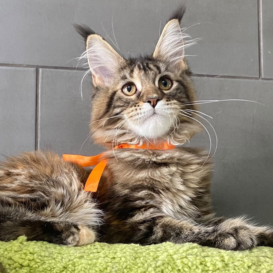 Eight Maine Coon female, black tortie tabby