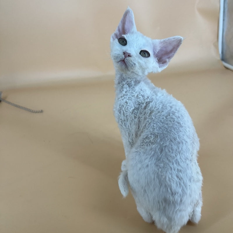 Alma Devon Rex female, white