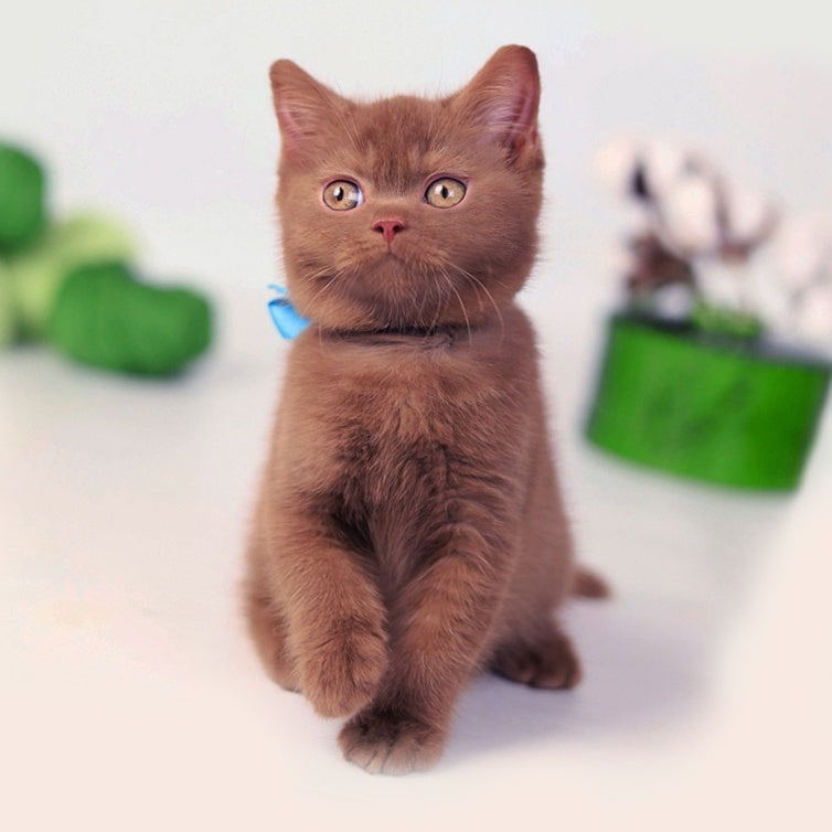 Lord British Shorthair male, cinnamon