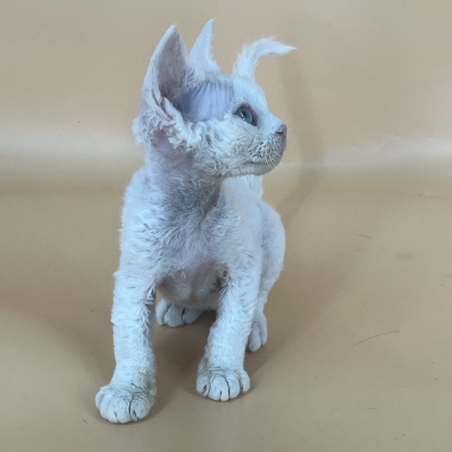 Arni Devon Rex male, white
