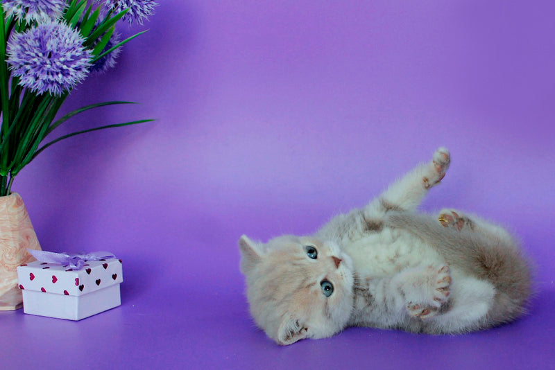Sapfir British Shorthair male, lilac tabby