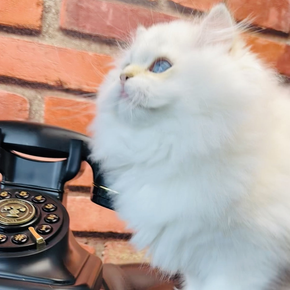 Imperial Leo British Longhair male, blue golden chinchilla