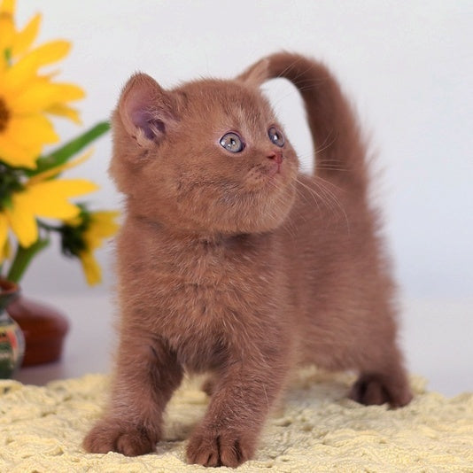 Lord British Shorthair male, cinnamon