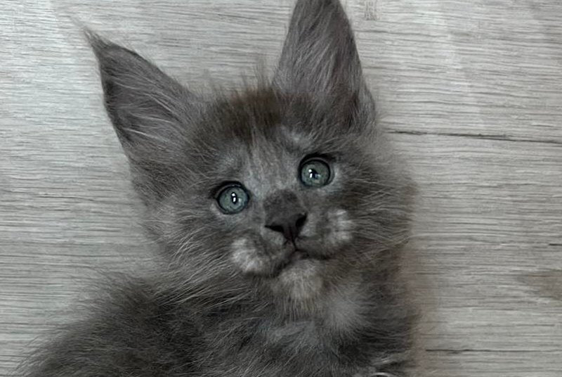 Prince Maine Coon male, blue silver
