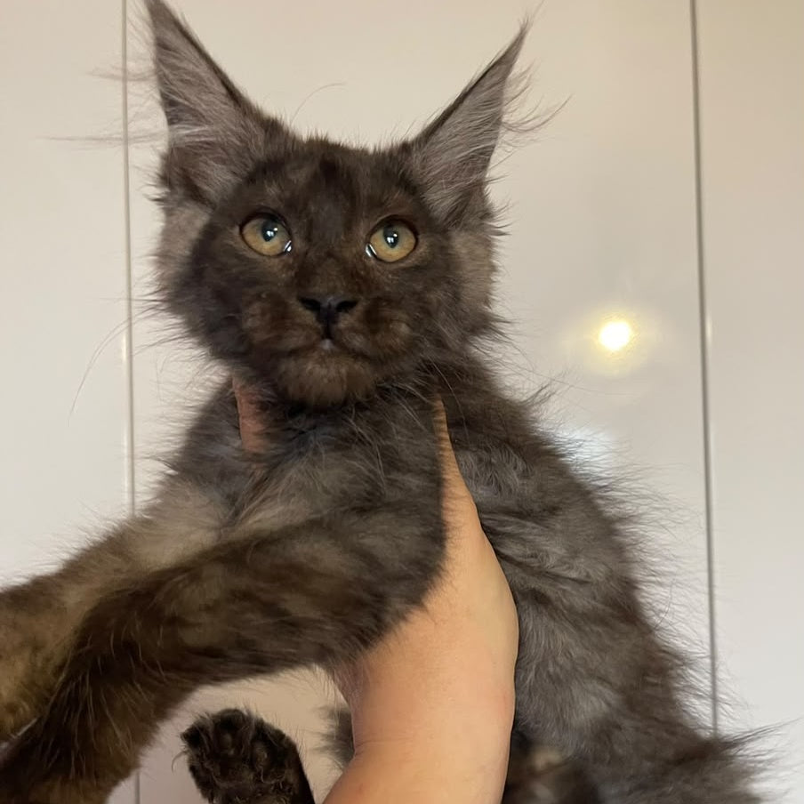 Ash Maine Coon male, black silver