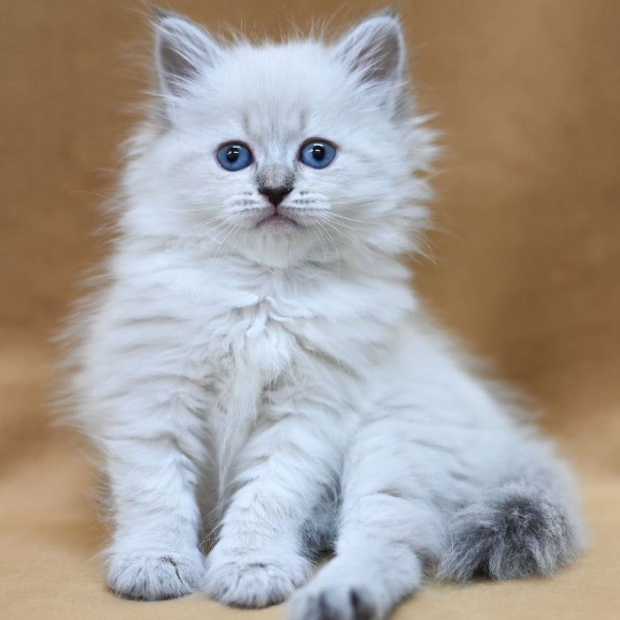 Gloriya Neva Masquerade female, blue tabby pointed
