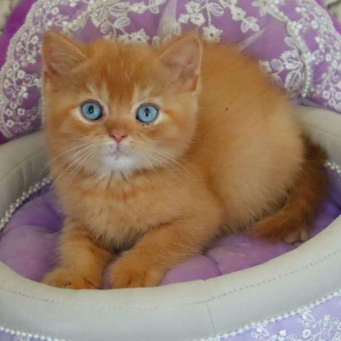 Migel British Shorthair male, red