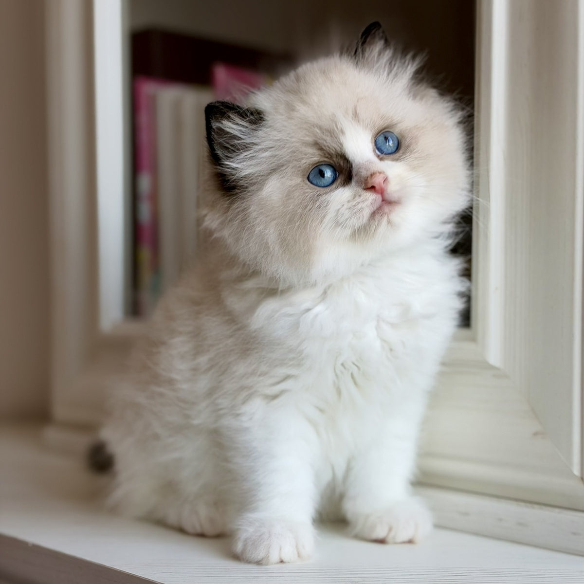 Romka Ragdoll male, black bicolour