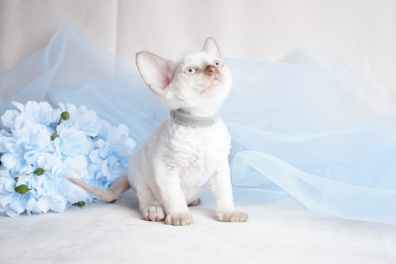 Oliver Devon Rex male, cinnamon pointed
