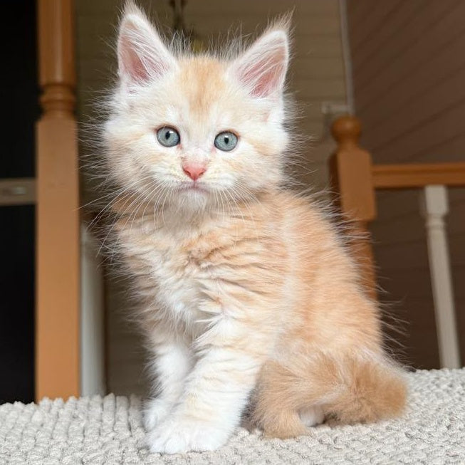 Champ Maine Coon male, red silver tabby