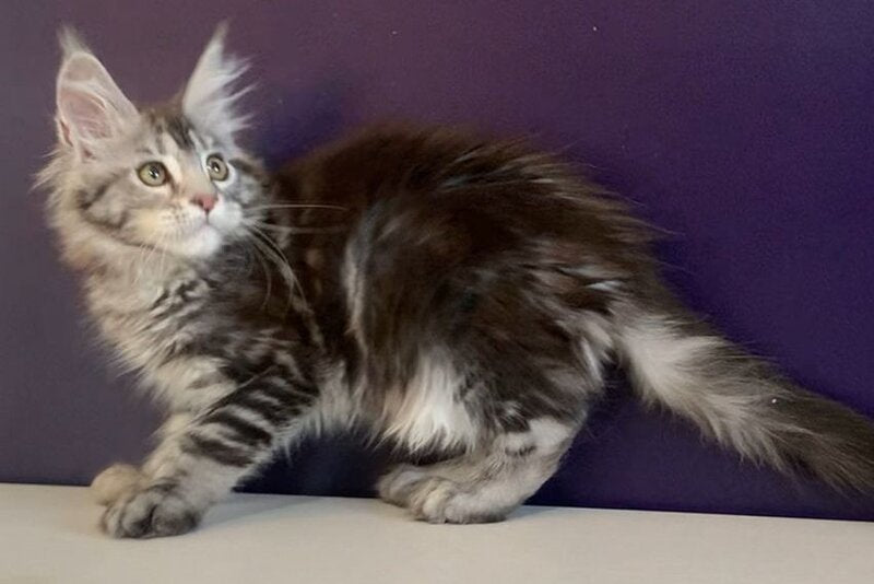Oregona Maine Coon polydactyl female, black silver tabby