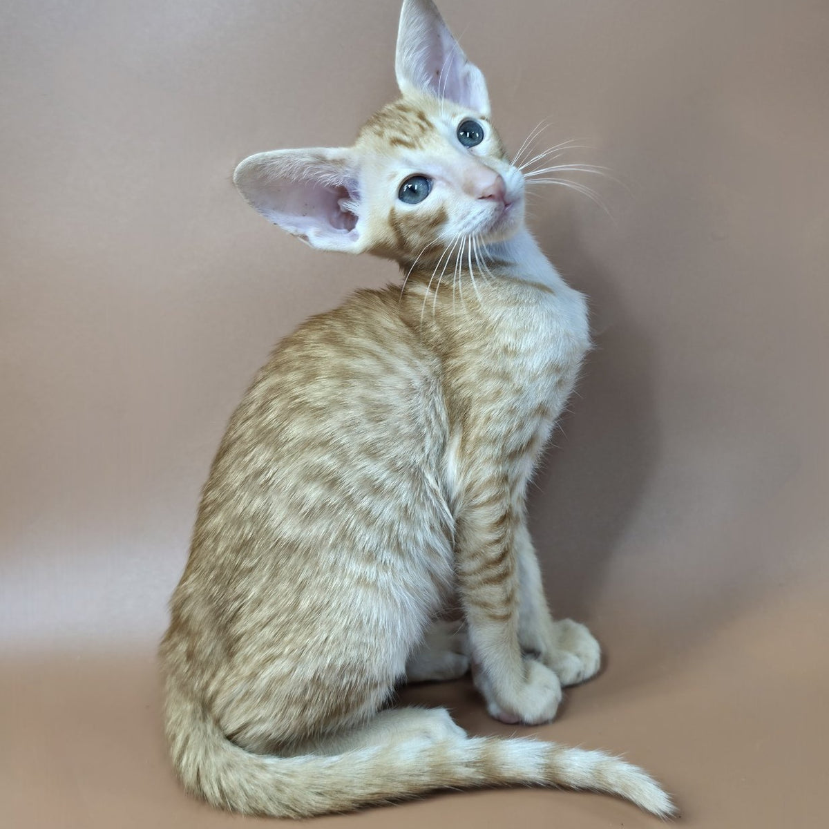 Khepri Oriental Shorthair male, red spotted tabby