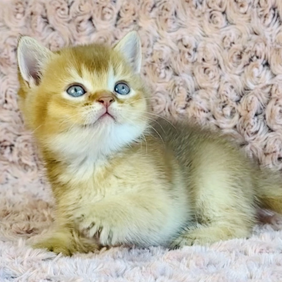 Golden Prince British Shorthair male, cinnamon golden shaded