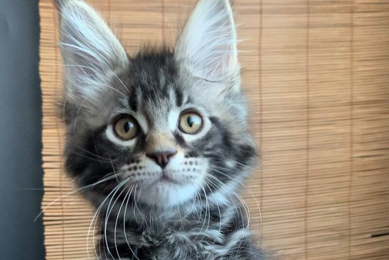 Iliya Maine Coon male black tabby live animals