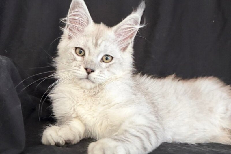 Ximas Maine Coon male, black silver shaded